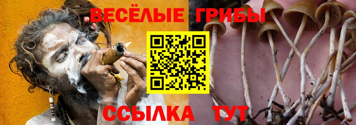 Псилоцибиновые грибы Cubensis Артёмовский